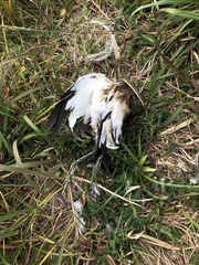 Hydrophasianus chirurgus