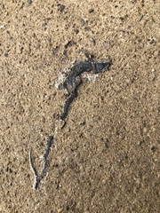 Takydromus wolteri