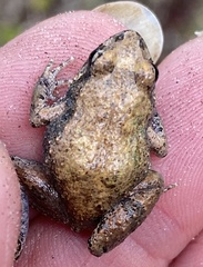 Crinia pseudinsignifera