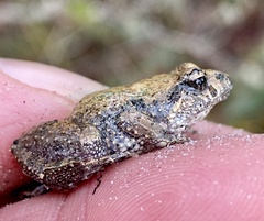 Crinia pseudinsignifera