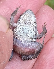 Crinia pseudinsignifera