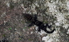 Cyrtodactylus speciosus