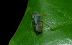 Coelidiinae