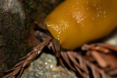 Ariolimax dolichophallus