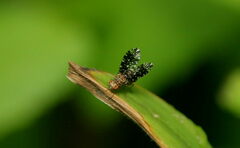 Homoneura trypetoptera