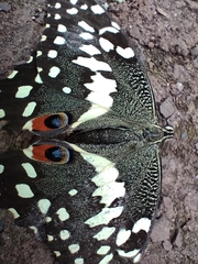 Papilio demodocus