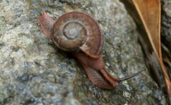 Ariophanta exilis
