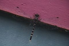 Bradinopyga geminata