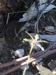 Caladenia barbarossa