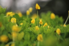 Arachis pintoi