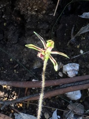 Caladenia barbarossa