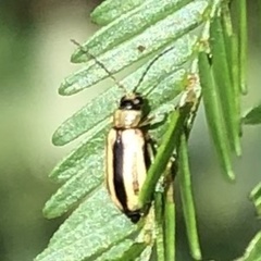 Monolepta