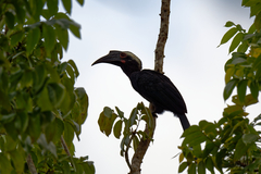 Anthracoceros malayanus