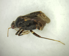 Charagochilus angusticollis