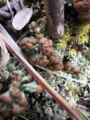 Cladonia peziziformis