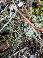 Cladonia peziziformis