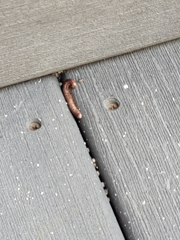 Lumbricus terrestris