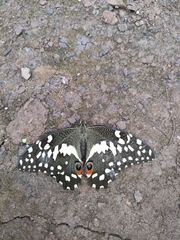 Papilio demodocus