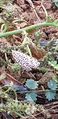 Utetheisa pulchella