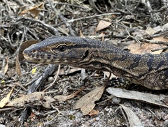 Varanus rosenbergi