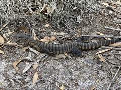 Varanus rosenbergi