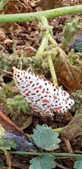 Utetheisa pulchella