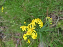Senecio linearifolius