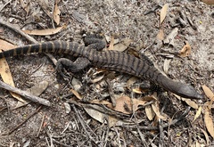 Varanus rosenbergi