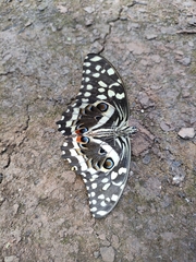 Papilio demodocus