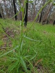 Senecio linearifolius