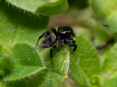 Maratus