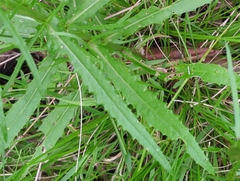 Senecio linearifolius