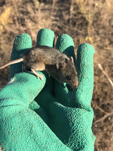 Mound-building Mouse