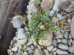 Senecio dubitabilis