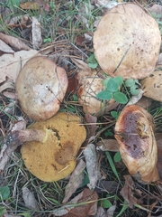 Suillus collinitus