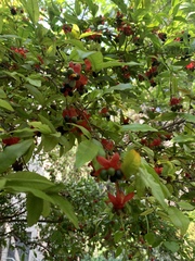 Ochna serrulata