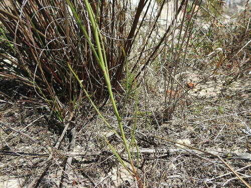 Image of Heliophila linoides by (c) Paul Emms, some rights reserved (CC BY-SA)