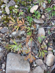 Pulsatilla dahurica