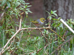 Zosterops lateralis lateralis
