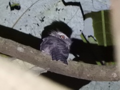 Batrachostomus cornutus