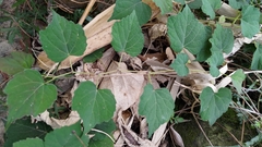 Ampelopsis glandulosa hancei