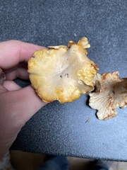 Cantharellus cibarius