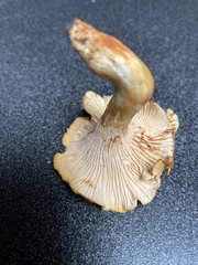 Cantharellus cibarius