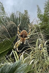 Araneus pallidus