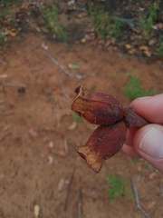 Eucalyptus miniata