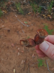 Eucalyptus miniata