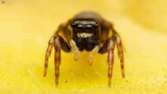 Euophrys cochlea