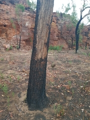 Eucalyptus miniata