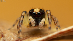 Euophrys cochlea