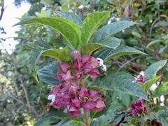 Clerodendrum fortunatum